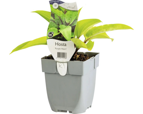 Funkia FLORASELF Hosta 'Purple Heart' Co 0,5L