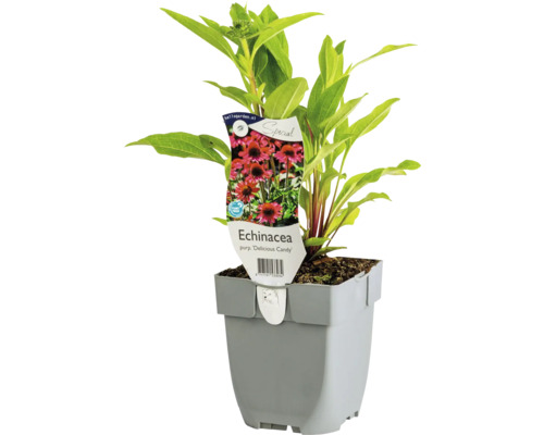 Solhatt FLORASELF Echinacea purpurea ‘Delicious Candy’ Co 0,5L
