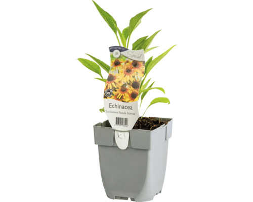 Solhatt FLORASELF Echinacea purpurea ‘SunSeekers Tequila Sunrise' Co 0,5L