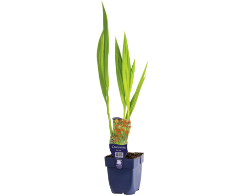 Montbretia i en kruka