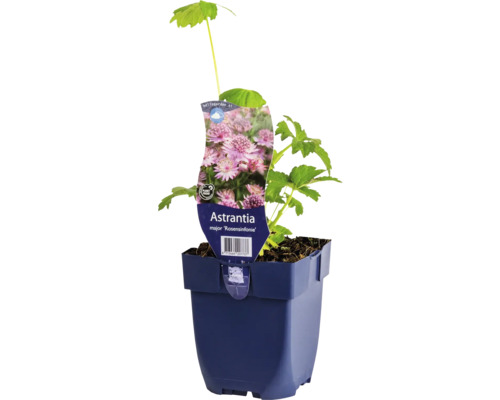 Stjärnflocka FLORASELF Astrantia major 'Rosensinfonie' Co 0,5L