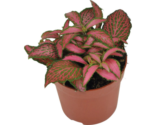 Fittonia krukväxt i kruka