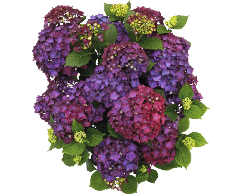 Närbild av hortensiablommor med blad