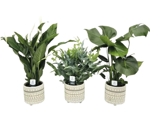 Grönväxter mix Amazone FLORASELF inkl. keramikkruka Ø16cm
