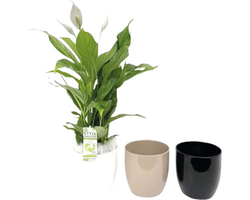 Fredskalla FLORASELF Spathiphyllum i keramikkruka ca 60cm krukstorlek Ø16cm Fredskalla krukväxt i kruka med två ytterkrukor