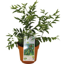 Nanking körsbär buske i kruka