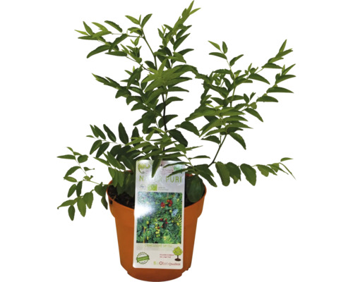 Nanking körsbär buske i kruka