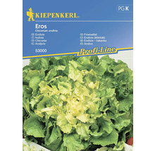 Kiepenkerl Eros endivesfröpaket
