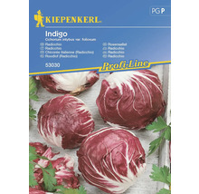 Kiepenkerl Indigo Fröförpackning Radicchio