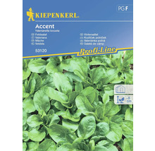 Kiepenkerl Accent Vintersallat fröpaket