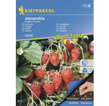 Kiepenkerl Alexandria Jordgubbsfröförpackning