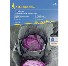 Rödkålsfrön KIEPENKERL Lodero F1