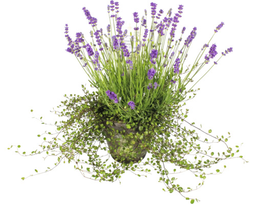 Lavendel med slideranka FLORASELF Ø16cm lerkruka FloraSelf 35 år jubileumsprodukt Lavendel i kruka med krypande växter