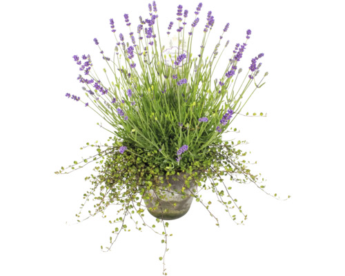 Lavendel i kruka
