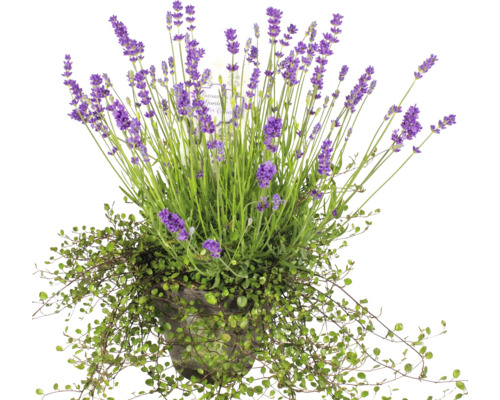 Lavendel i kruka med klätterväxt