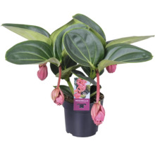 Medinillaplanta i kruka med rosa blommor