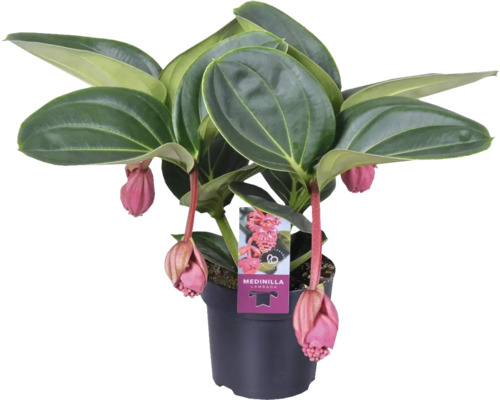 Rosenskärm FLORASELF Medinilla magnifica Lambada 20-30cm Ø14cm