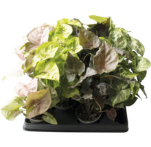 Syngonium sortiment av krukväxter på en platta