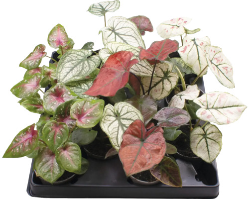 Kaladium, Caladium Mix FloraSelf Ø 6cm kruka tillfälligt sortiment