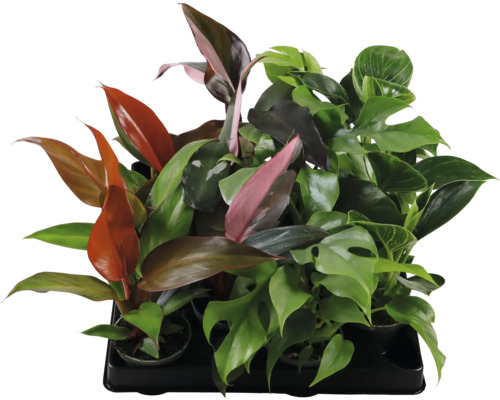 Filodendron mix FLORASELF Philodendron ca 15cm Ø6cm