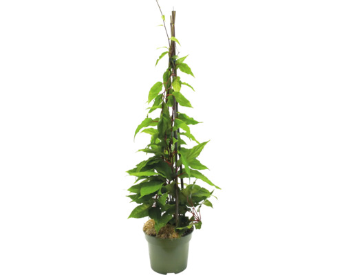 Klätterväxt i kruka med spaljé