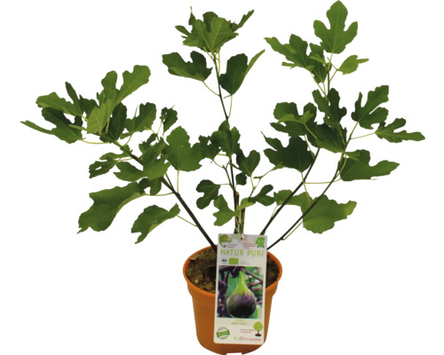 Fikonträd i kruka med etikett