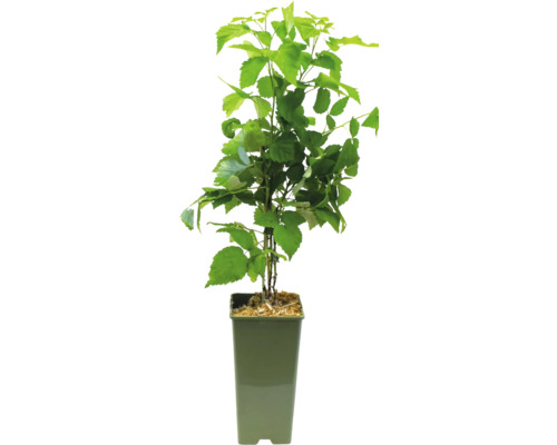 Hallonplanta i kruka