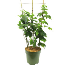 Hallonplanta i kruka med spaljé