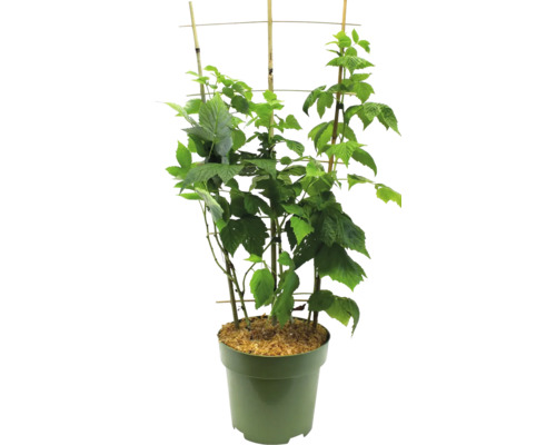 Hallonplanta i kruka med spaljé