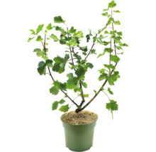 Vinbärsbuske i kruka med gröna blad