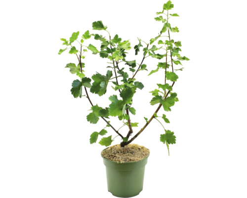 Vinbärsbuske i kruka med gröna blad