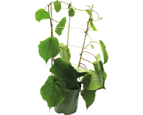 Kiwiplanta i kruka med växtstöd