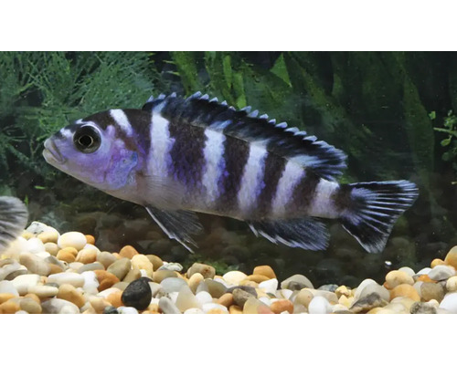 Akvariefisk Demasoni 3-4cm Chindongo demasoni