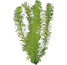 Vattenpest för akvarier