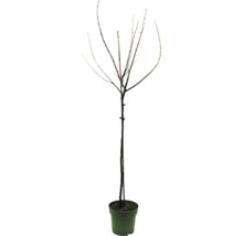 Svarta vinbär FLORASELF Bio Ribes nigrum 'Rosenthals' 80-100cm Co 5L