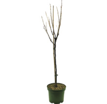 Svarta vinbär FLORASELF Bio Ribes nigrum 'Rosenthals' 80-100cm Co 5L