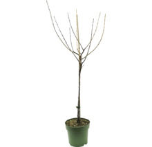 Svarta vinbär FLORASELF Bio Ribes nigrum 'Rosenthals' 80-100cm Co 5L