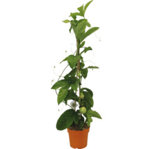 Passionsblomma i kruka med spaljé