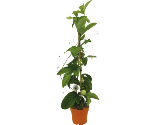 Passionsblomma i kruka med spaljé