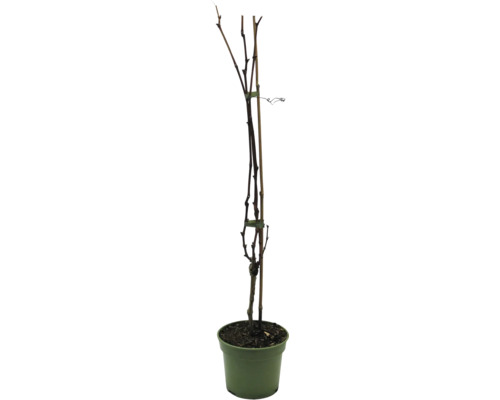 Ung vinstock i kruka med stödpinne