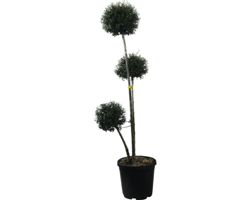 Klotliguster 3 stammar och 3 klot FLORASELF Ligustrum jonandrum 120-140cm Co 35L Trippelformad växt i kruka