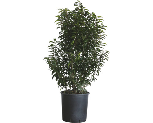 Portugisisk lagerhägg FLORASELF Prunus lusitanica 'Angustifolia' 100-125cm Co 25L