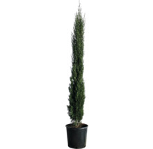 Pelar cypress i en planteringskärl