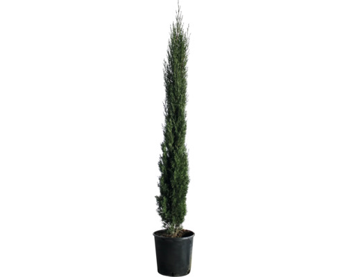 Pelar cypress i en planteringskärl