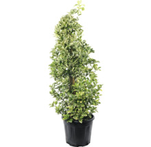 Benved som formklippt växt i kruka