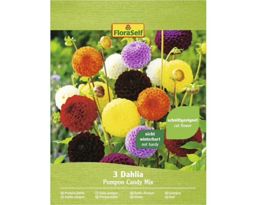 Blomsterlökar FLORASELF Dahlia Pompon Candy Mix 3st