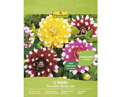 Blomsterlökar FLORASELF Dahlia Bicolor mix 3st