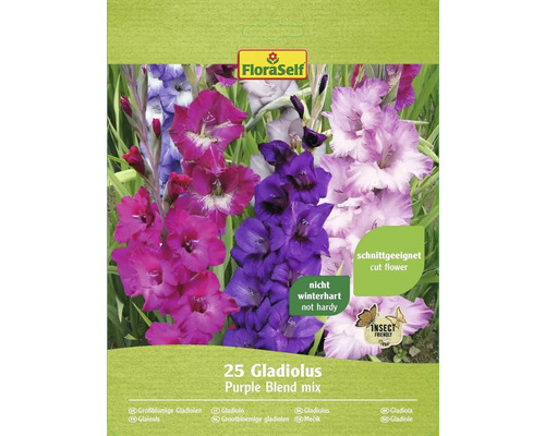 Blomsterlökar FLORASELF Gladioler Purple Blend 25st