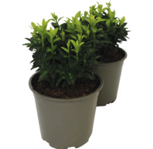 Klätterbenved FLORASELF Euonymus japonicus 'Green Spire' Ø13cm