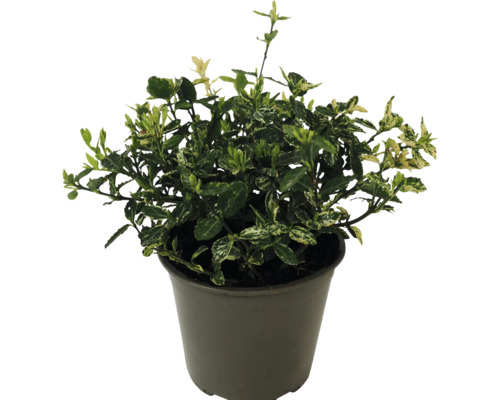 Vitbrokig klätterbenved FLORASELF Euonymus fortunei 'Harlequin' krukstorlek Ø13cm Benved med blad i kruka